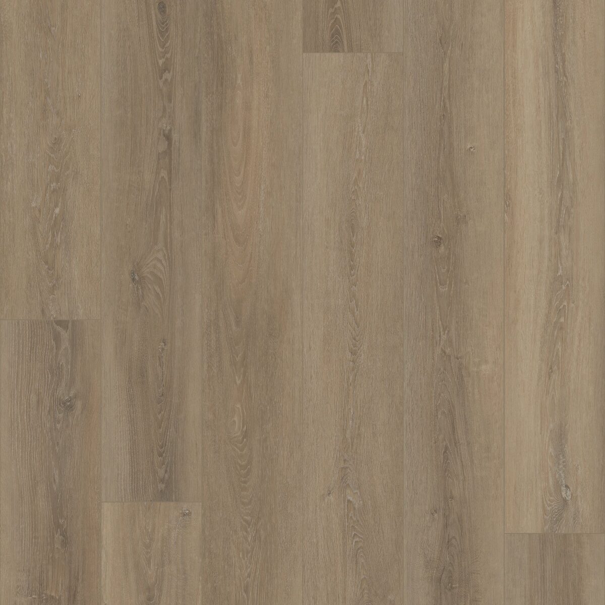 Grande Ellidy Oak