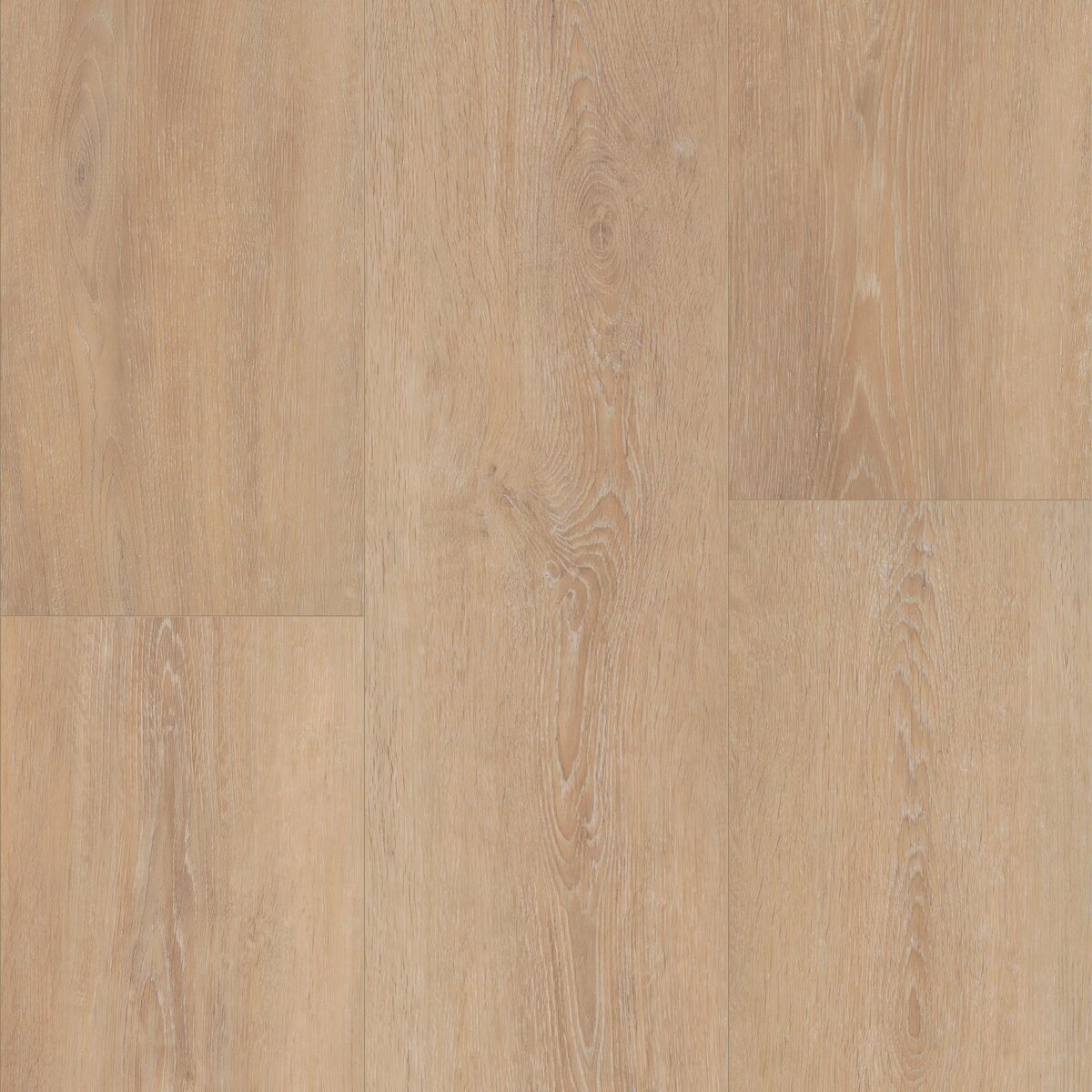 Grande Lotte Oak