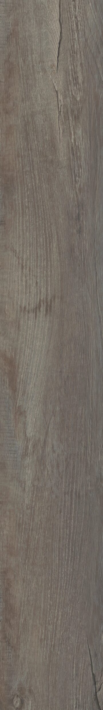Galveston Oak