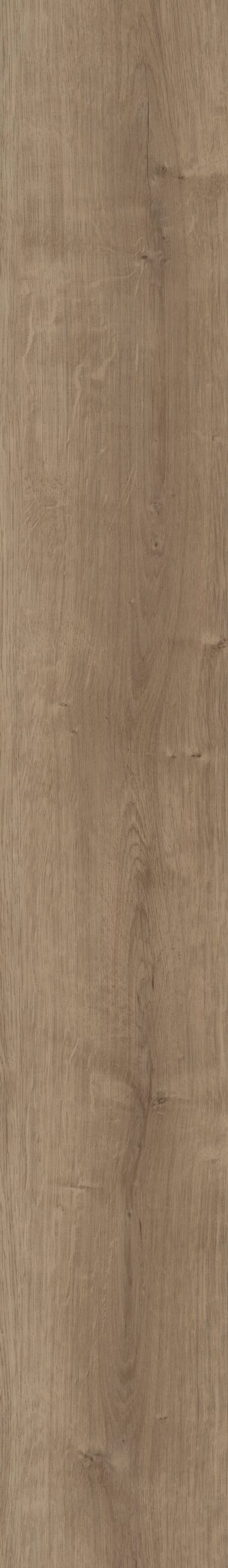 Copano Oak
