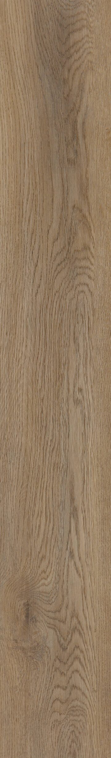 Cartwheel Oak