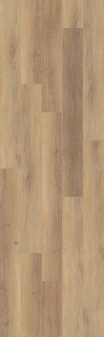 Canterbury Elm