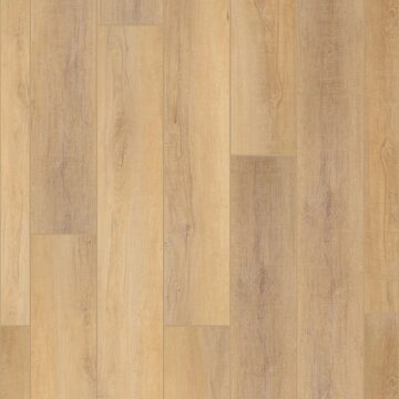 Canterbury Elm