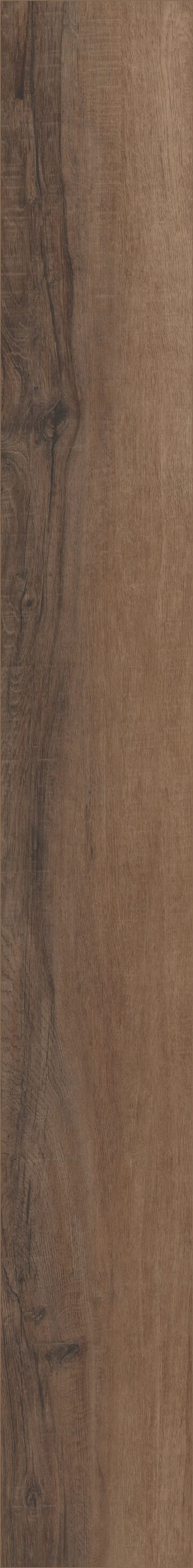 Cheshire Elm