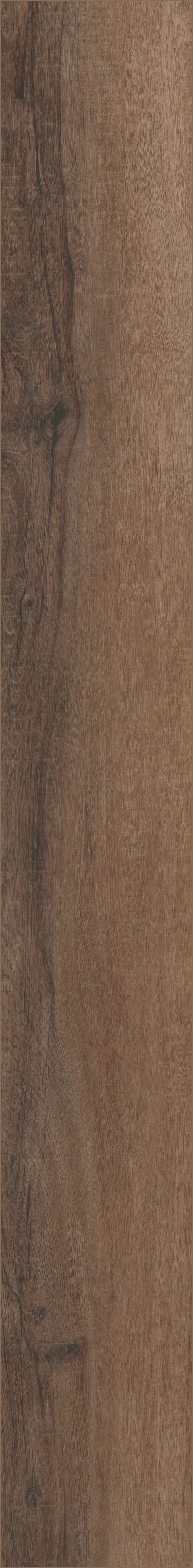 Cheshire Elm