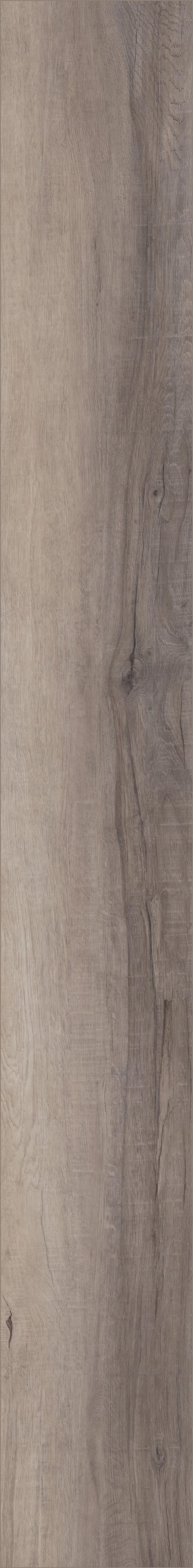 Berkshire Elm