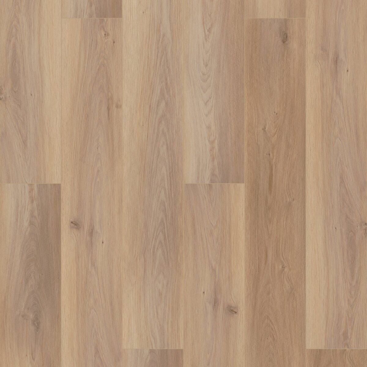 Wiltshire Oak