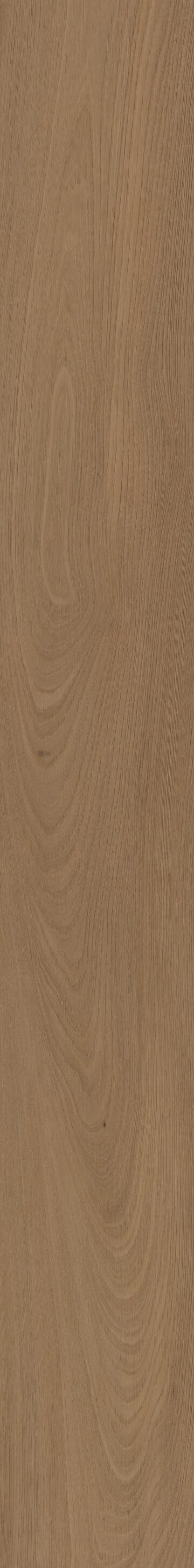 San Marino Elm
