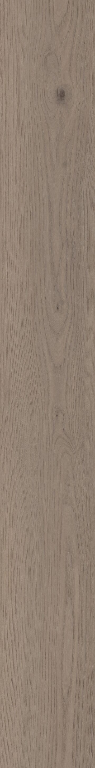 London Elm