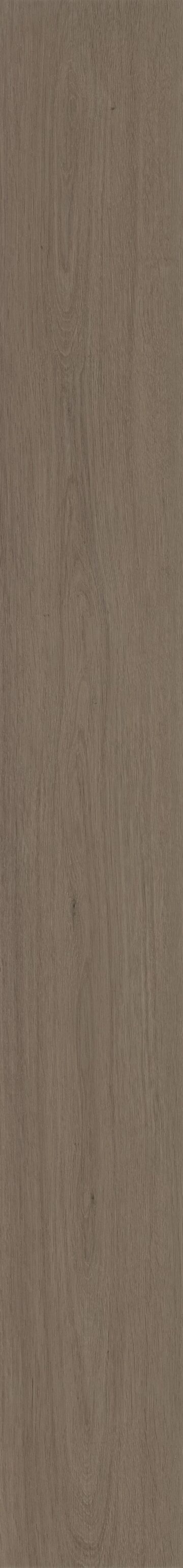Meditative Oak