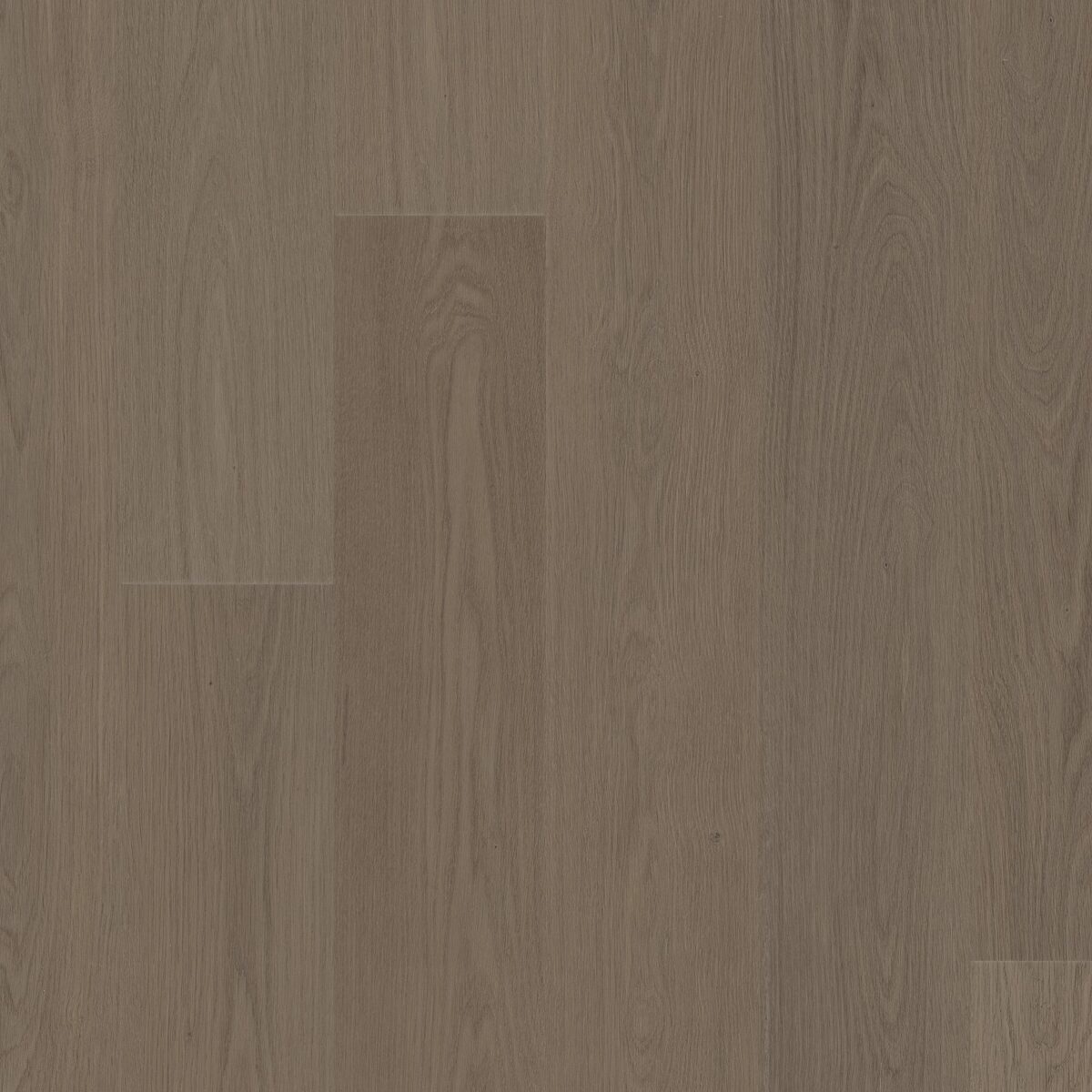Meditative Oak