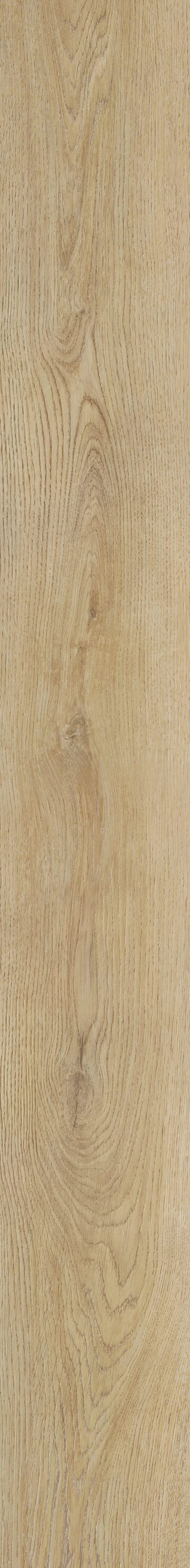 Saddle Oak