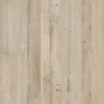 Sunlit Pine