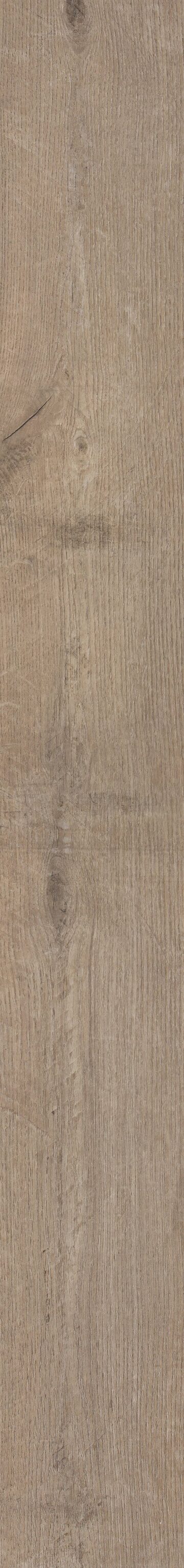 Sorrel Oak