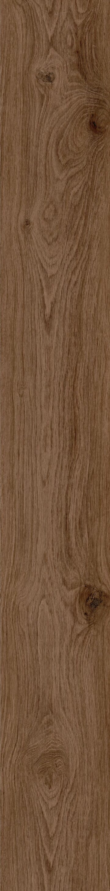 Cinnamon Bark Oak