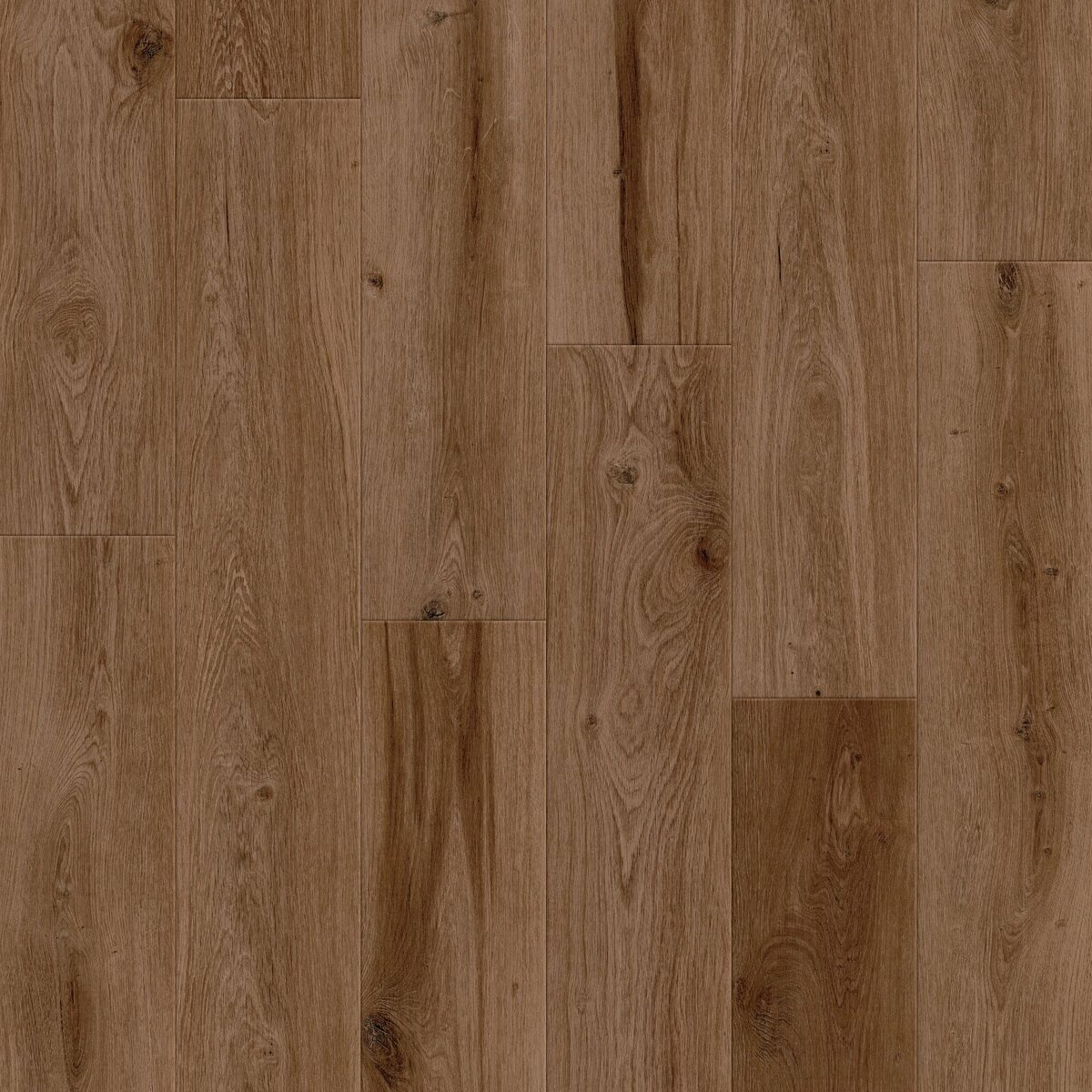 Cinnamon Bark Oak