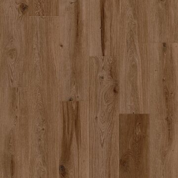 Cinnamon Bark Oak