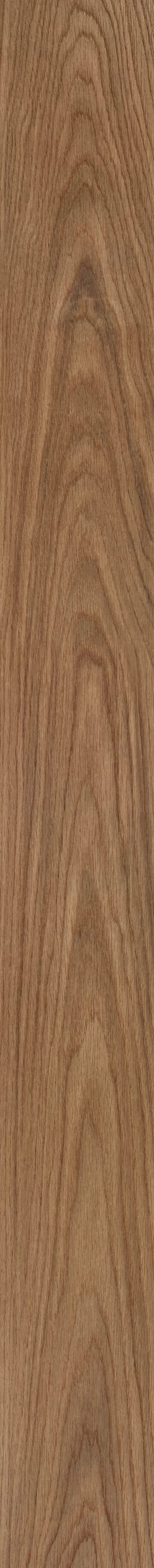 Canyon Oak