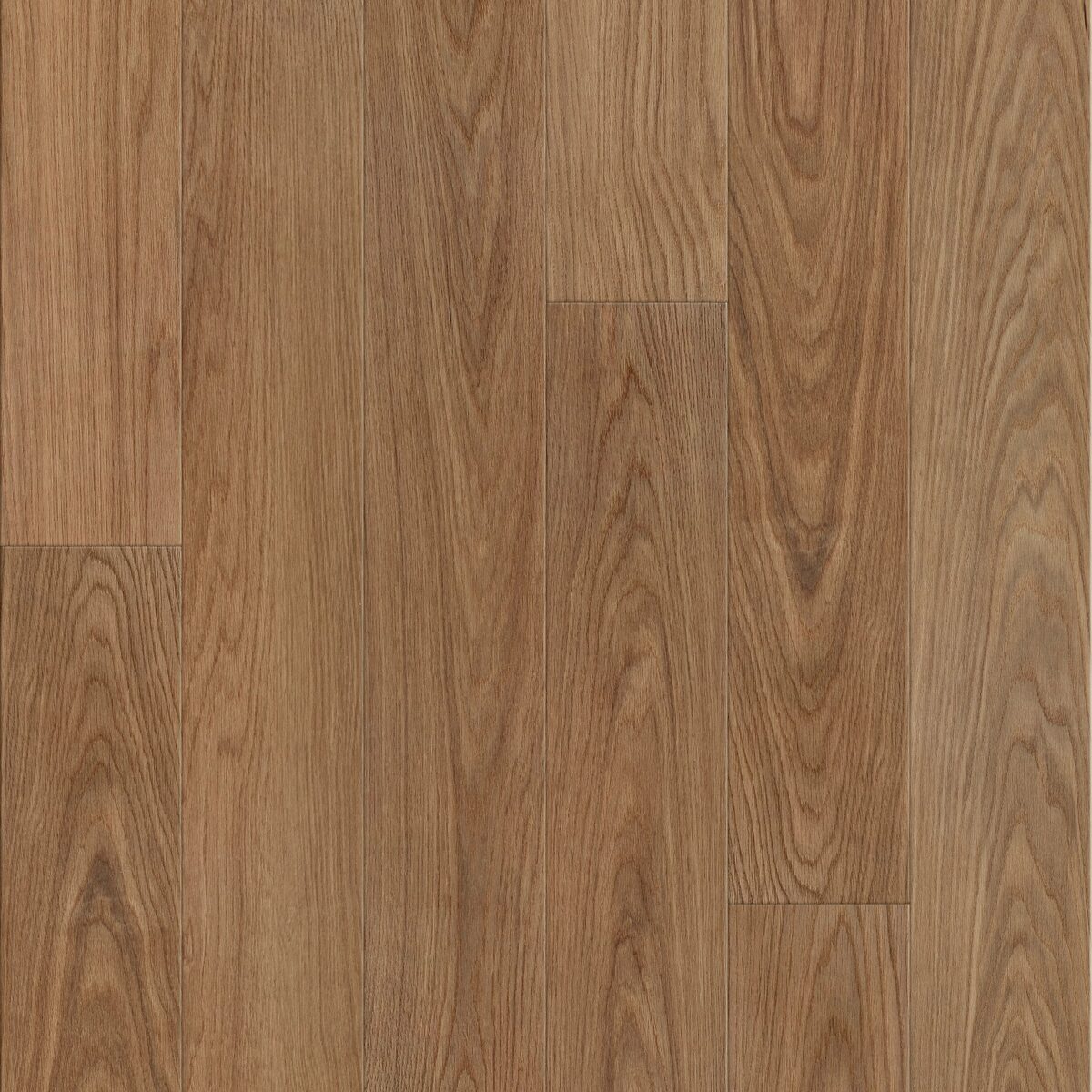 Canyon Oak