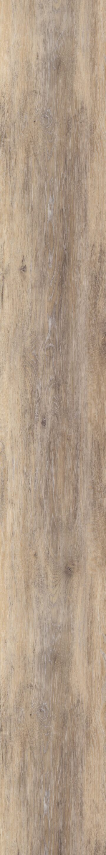 Twilight Oak