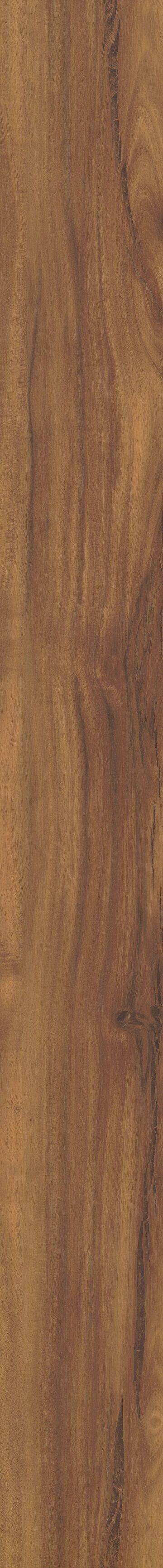 Gold Coast Acacia