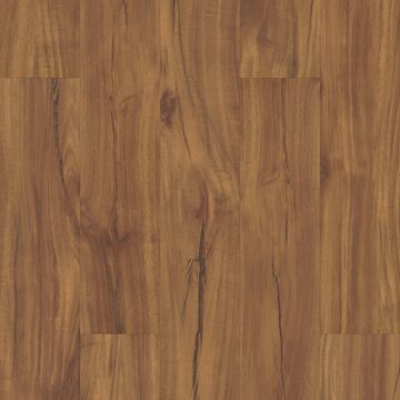 Gold Coast Acacia