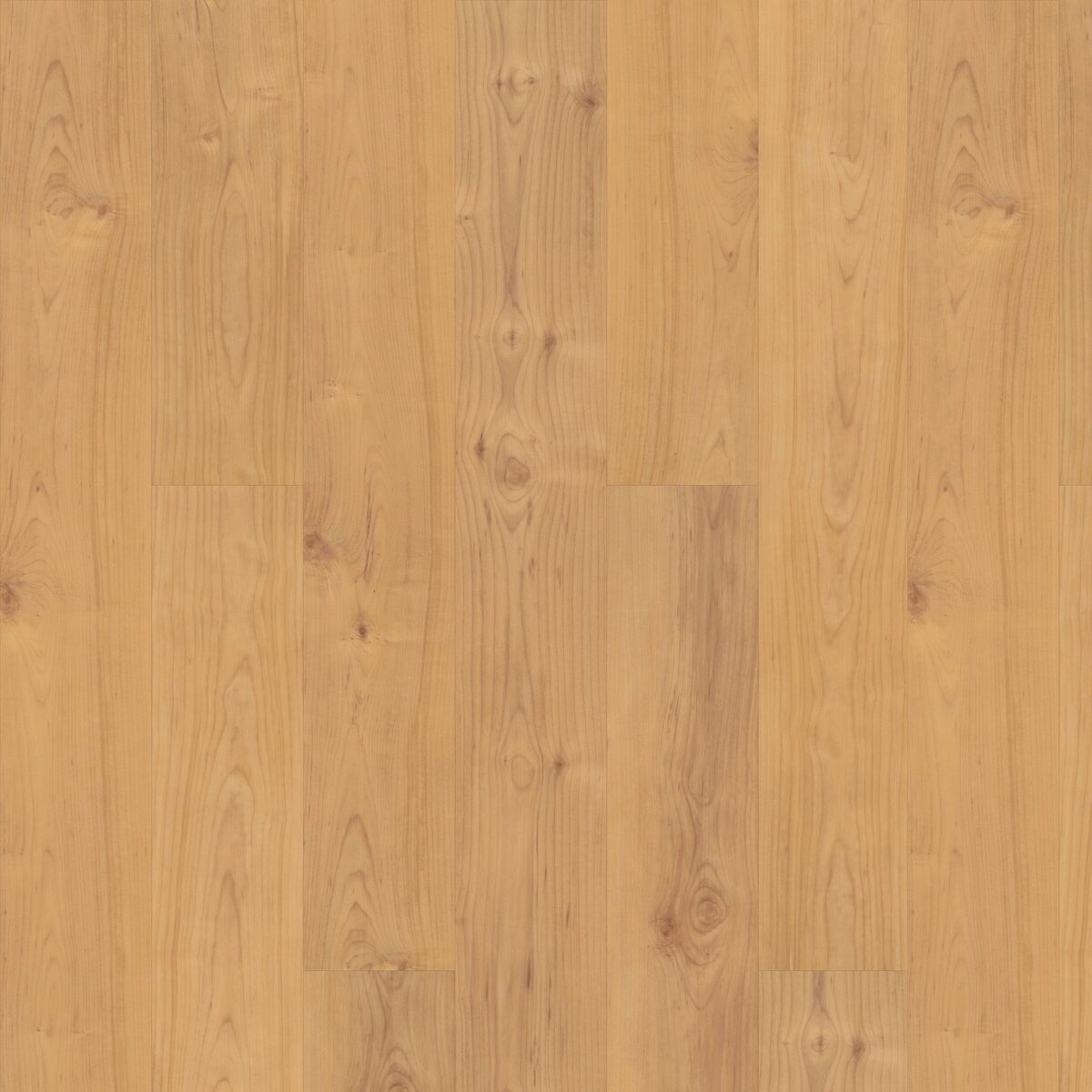 Norwegian Maple