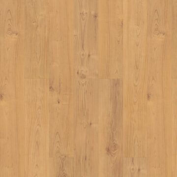 Norwegian Maple