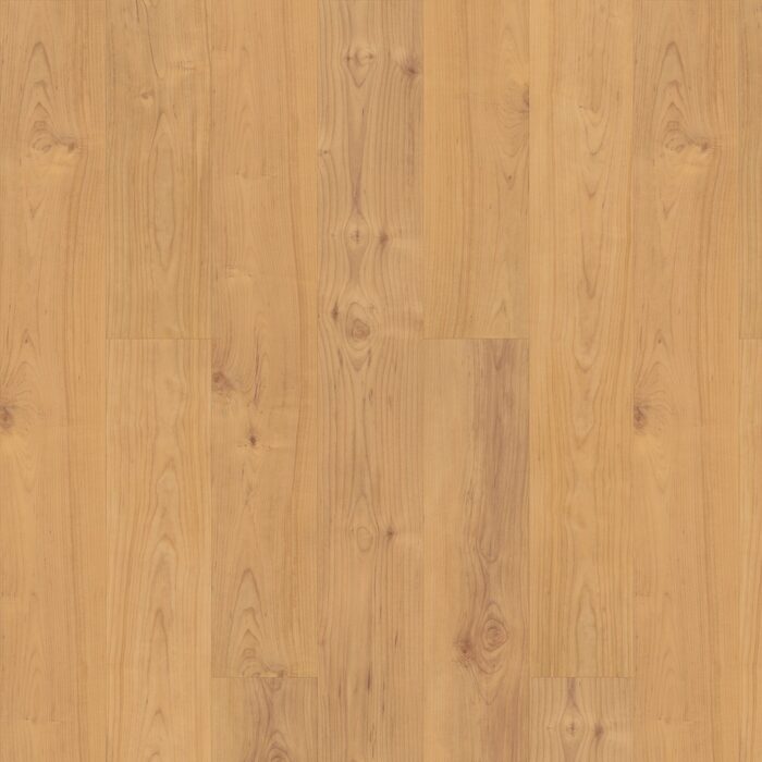 Norwegian Maple