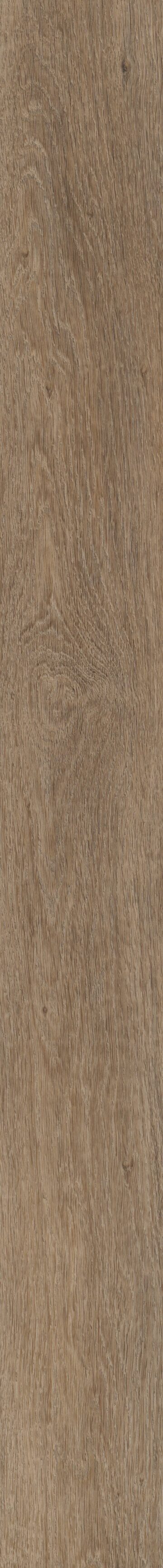 Brockport Oak