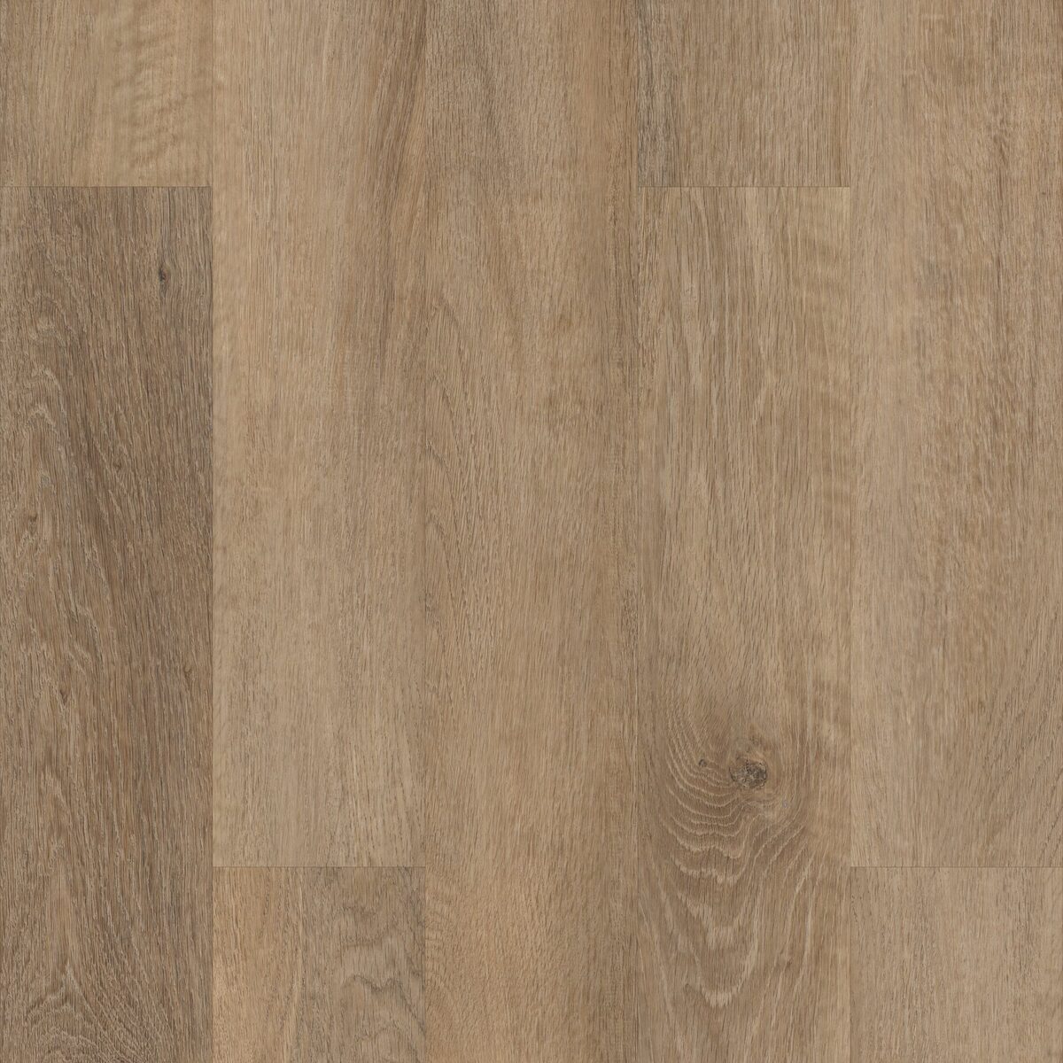 Brockport Oak