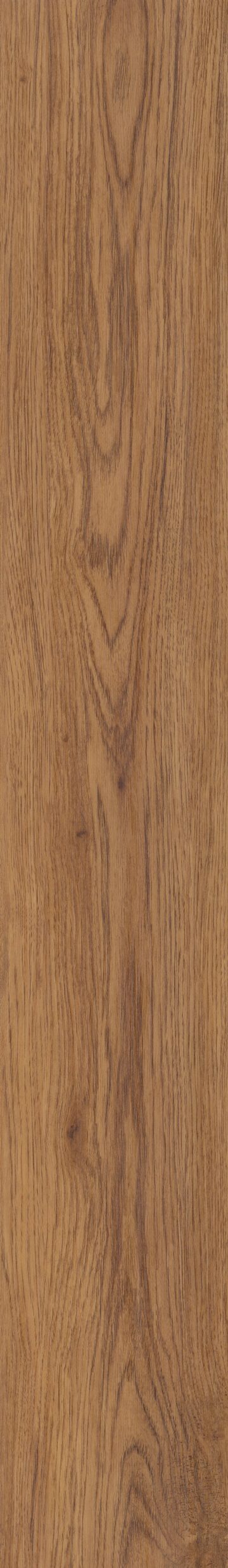 Marsh Oak
