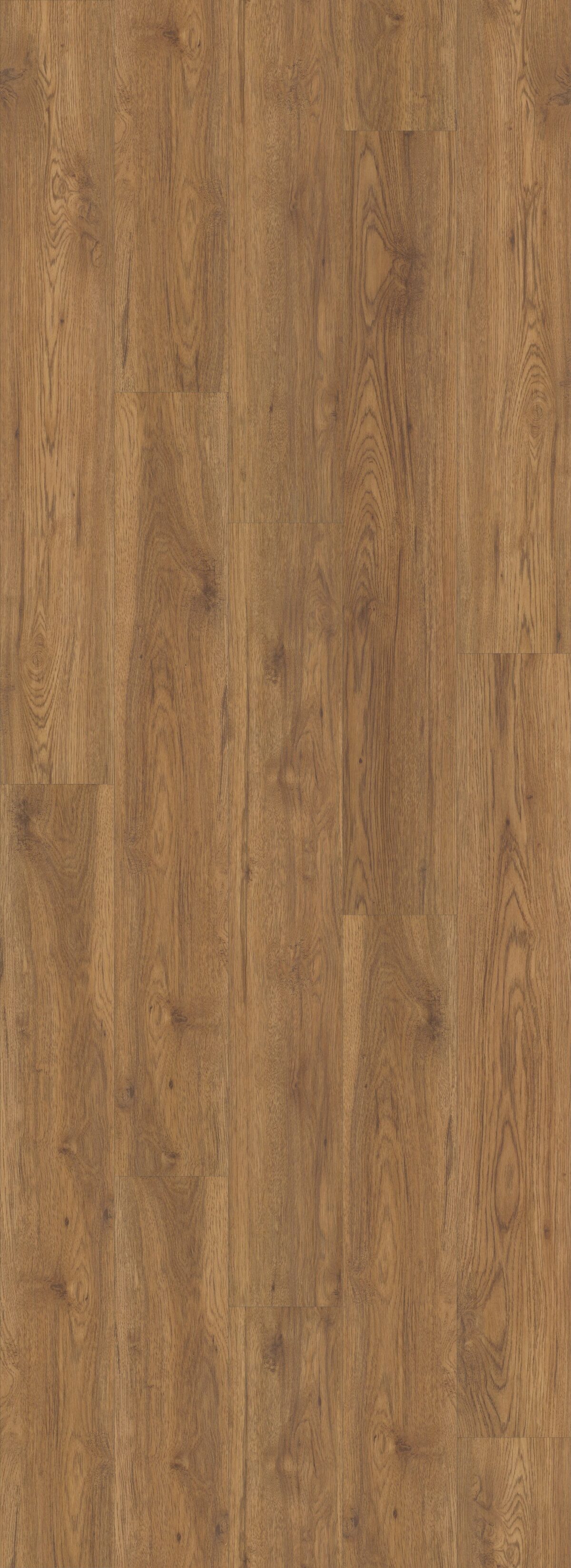 Marsh Oak