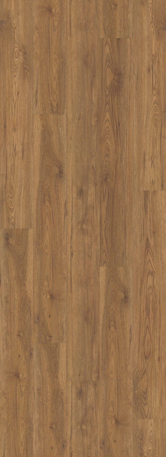 Marsh Oak
