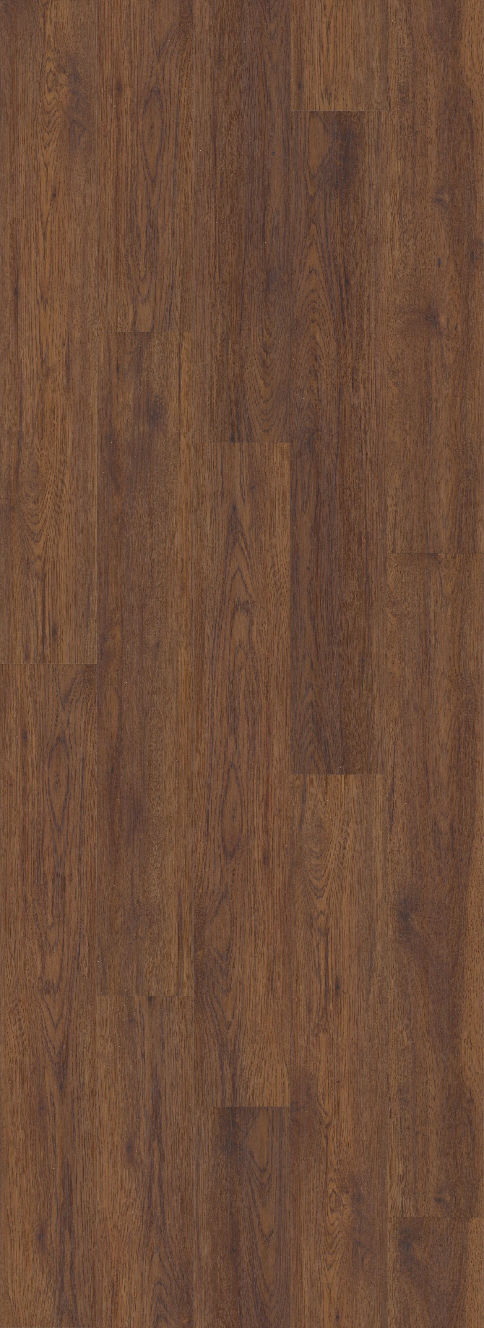 Fidalgo Oak