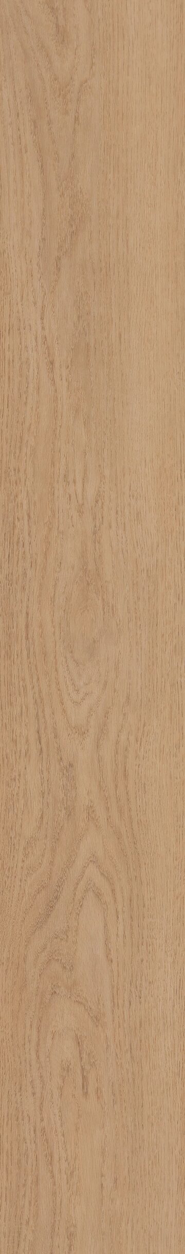 Stockton Oak