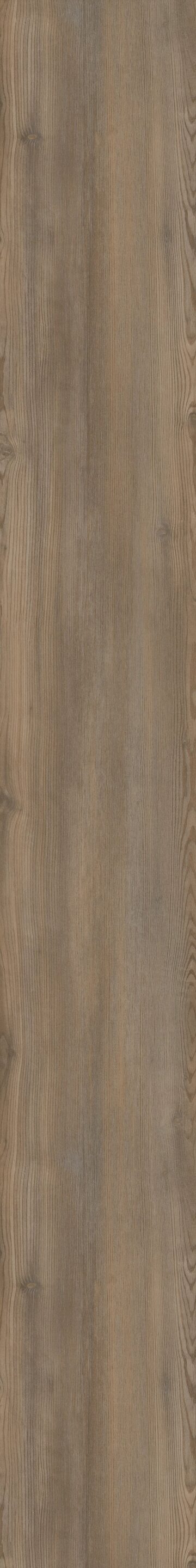 Treasure Pine