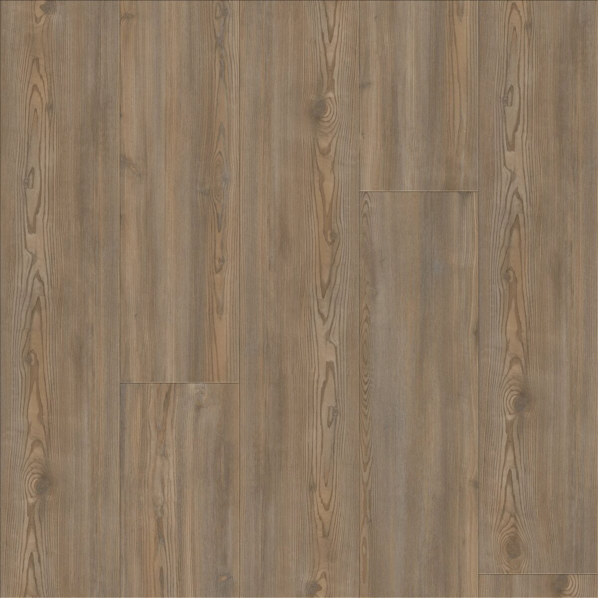 Treasure Pine